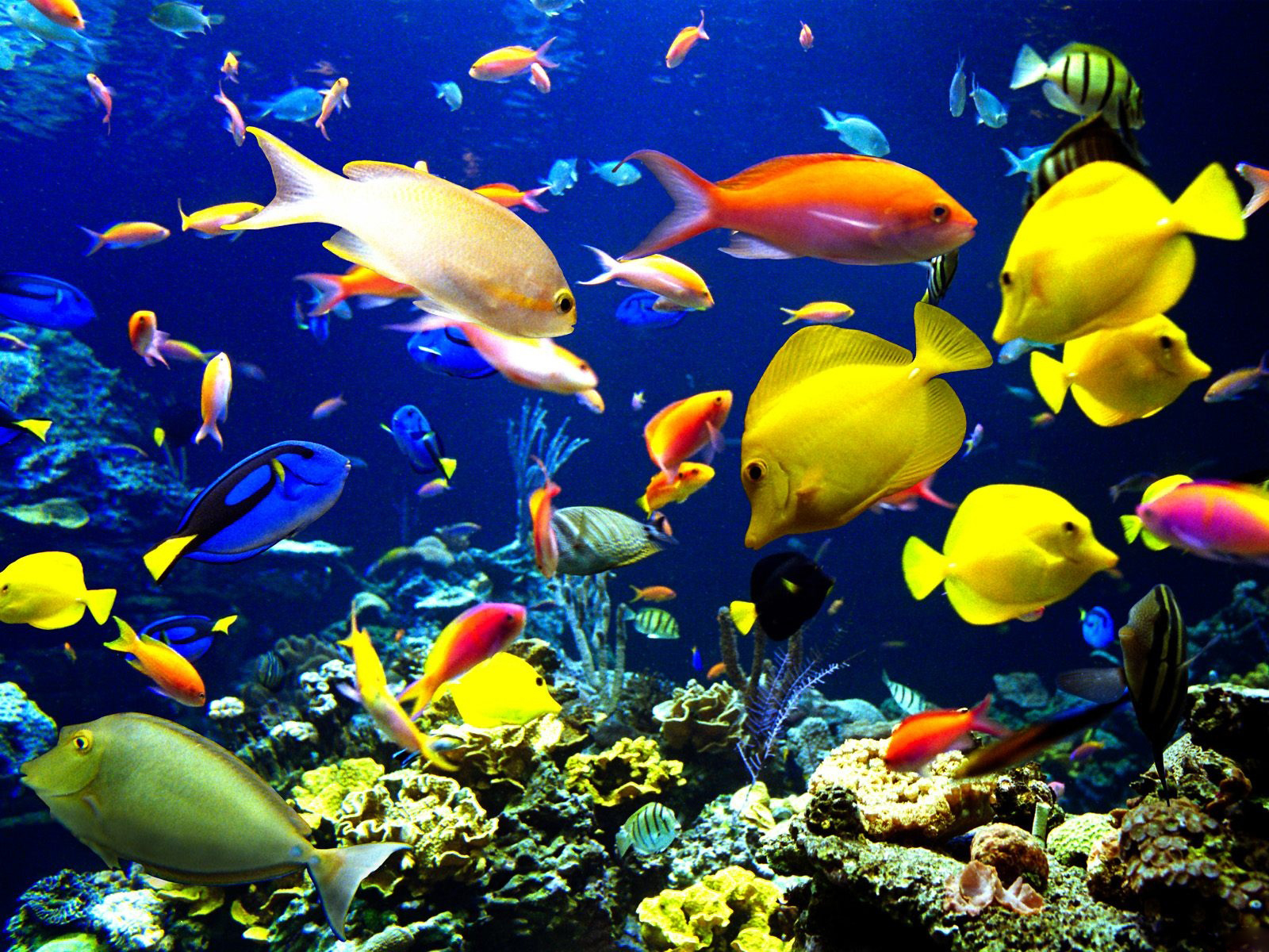 Beautiful Fishes Wallpapers